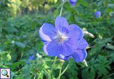Wiesen-Storchschnabel (Geranium pratense) am Drachenfels