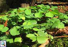 Sauerklee (Oxalis sp.) am Drachenfels
