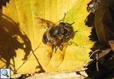 Mistbiene (Eristalis tenax) am Drachenfels