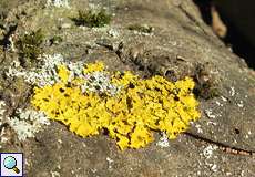 Gewöhnliche Gelbflechte (Xanthoria parietina) am Drachenfels
