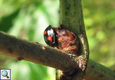Vierfleckiger Kugelmarienkäfer (Exochomus quadripustulatus) am Drachenfels