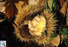 Fruchtbecher (Cupula) einer Edelkastanie (Castanea sativa) am Drachenfels