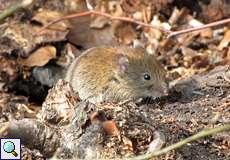 Rötelmaus (Myodes glareolu) am Drachenfels