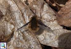 Großer Wollschweber (Bombylius major) auf dem Drachenfels