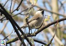 Sumpfmeise (Poecile palustris) am Drachenfels