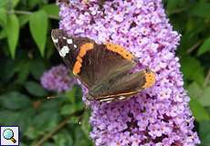 Admiral (Red Admiral, Vanessa atalanta)