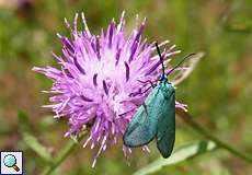 Ampfer-Grünwidderchen (Green Forester, Adscita statices)