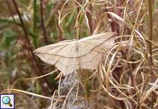 Ampferspanner (Blood-vein, Timandra comae)