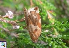 Archips xylosteana (Variegated Golden Tortrix)