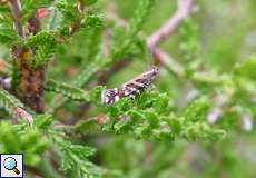 Aristotelia ericinella