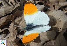 Männlicher Aurorafalter (Orange Tip, Anthocharis cardamines)