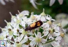 Bärenklauwickler (Tortix Moth, Pammene aurana)