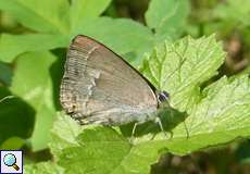 Blauer Eichen-Zipfelfalter (Purple Hairstreak, Favonius quercus)