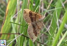 Weiblicher Braunbinden-Wellenstriemenspanner (Shaded Broad-bar, Scotopteryx chenopodiata)
