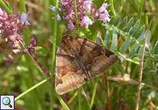 Braune Tageule (Burnet Companion, Euclidia glyphica)