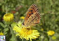 Brauner Feuerfalter (Sooty Copper, Lycaena tityrus), zweite Generation
