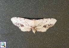 Braungewickelter Zwergspanner (Single-dotted Wave, Idaea dimidiata)