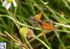 Braunkolbiger Braundickkopffalter (Small Skipper, Thymelicus sylvestris)