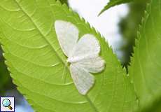 Braunstirn-Weißspanner (Common Wave, Cabera exanthemata)