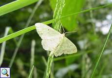 Breitgesäumter Zwergspanner (Small Fan-footed Wave, Idaea biselata)