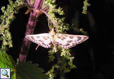 Brennnesselzünsler (Small Magpie, Anania hortulata)