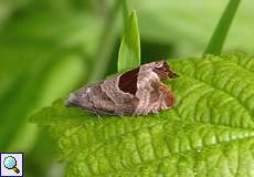 Brombeertriebwickler (Bramble Shoot Moth, Notocelia uddmanniana)