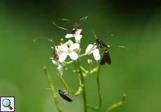 Schaumkraut-Langhornmotte (Cauchas rufimitrella)