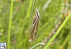 Crambus lathoniellus