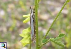 Crambus pascuella