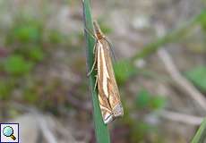 Crambus pratella