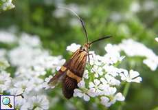 Weiblicher Degeers Langfühler (Longhorn Moth, Nemophora degeerella)