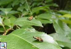 Männliche Degeers Langfühler (Longhorn Moth, Nemophora degeerella)