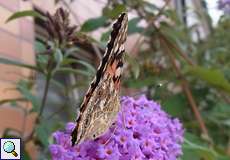 Distelfalter (Painted Lady, Vanessa cardui)