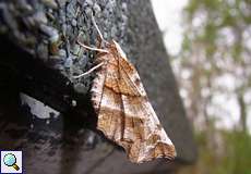 Dreistreifiger Mondfleckspanner (Early Thorn, Selenia dentaria)