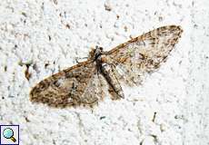 Eichen-Blütenspanner (Brindled Pug, Eupithecia abbreviata)