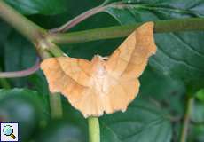 Eichen-Zackenrandspanner (August Thorn, Ennomos quercinaria)