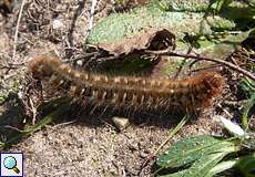 Raupe des Eichenspinners (Oak Eggar, Lasiocampa quercus)