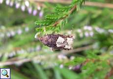 Epinotia trigonella (Birch Epinotia Moth)