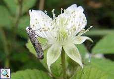 Faulbaum-Gespinstmotte (Yponomeuta plumbella)