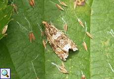 Gebänderter Wickler (Celypha lacunana)