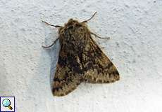 Männlicher Gelbfühler-Dickleibspanner (Small Brindled Beauty, Apocheima hispidaria)