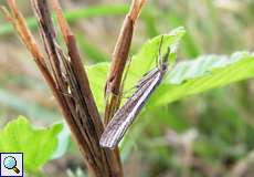 Gestreifter Graszünsler (Common Grass-veneer, Agriphila tristella)