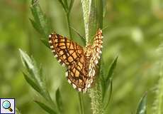 Gitterspanner (Latticed Heath, Chiasmia clathrata)