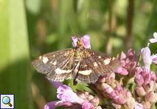 Goldzünsler (Mint Moth, Pyrausta aurata)