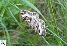 Graubinden-Labkrautspanner (Common Carpet, Epirrhoe alternata)