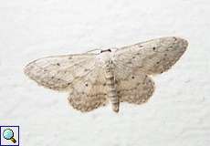 Grauer Zwergspanner (Small Dusty Wave, Idaea seriata)