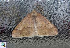 Männlicher Graugelber Breitflügelspanner (Dotted Border, Agriopis marginaria)