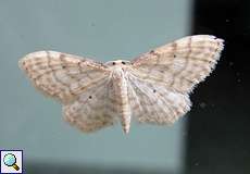 Graurandiger Zwergspanner (Dwarf Cream Wave, Idaea fuscovenosa)