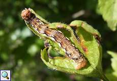 Großer Frostspanner (Mottled Umber, Erannis defoliaria), Raupe