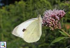 Großer Kohlweißling (Large White, Pieris brassicae)